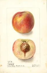 Ferskner (Prunus persica: Carmen) (akvarel)