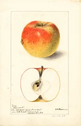 Tecumseh-æbler (Malus domestica) (akvarel)