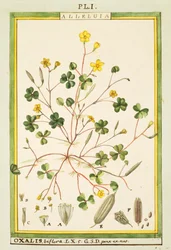 Bermuda ranunkel (Oxalis biflora eller pes-caprae), akvarel af Delahaye