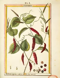 Sort peber majs (Piper nigrum), akvarel af Delahaye