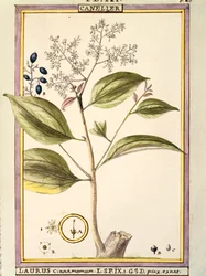 Kanel (Laurus cinnamomum), akvarel af Delahaye