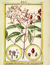 Nellike (Caryophyllus Aromaticus), akvarel af Delahaye