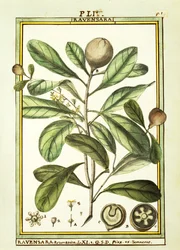 Cryptocarya Aromatica, akvarel af Delahaye