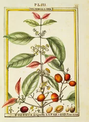 Eugenia Brignolla, akvarel af Delahaye