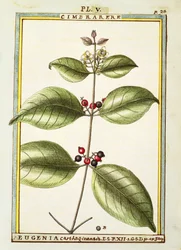 Eugenia Carthaginensis, akvarel af Delahaye