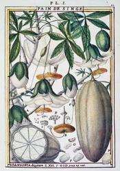 Frugter og blomster af baobabtræ (Adansonia digitata) af Delahaye, fra Florindie eller Historie physico-economic des Vegetaux de la Torride