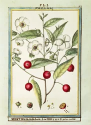 Jamaicansk kirsebær (Muntingia calabura), akvarel af Delahaye