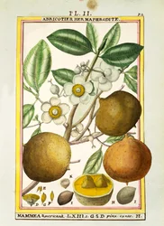 Mammee æble (Mammea americana), akvarel af Delahaye