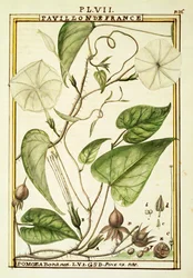 Måneblomst eller Månevin (Ipomoea Alba), akvarel af Delahaye