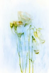 Sarte, visnende blomster