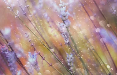 Drømmende lavendel-bokeh