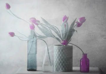 Drømmende lilla tulipaner