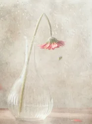 Blegnende lyserød blomst