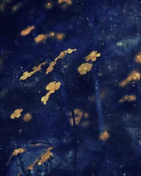 Golden Blossoms – Nattehimlen