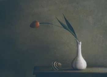 Stilleben med en stemningsfuld tulipan