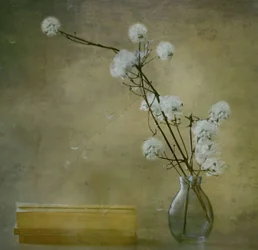 Fredfyldte, bløde blomster
