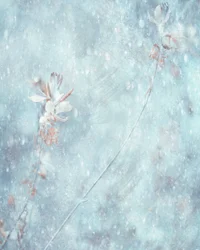 Bløde, blå vinterblomster