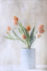 Bløde orange tulipaner