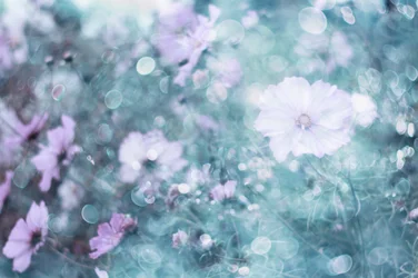 Bløde pastelfarvede kosmosblomster