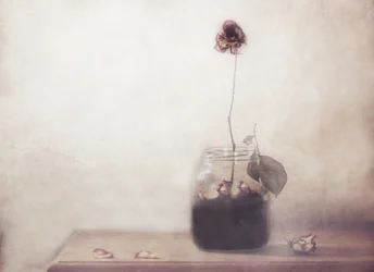 En ensom, visnet rose