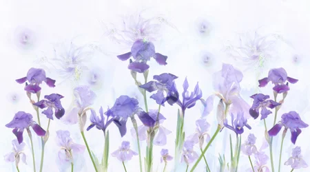 Drømmende lavendelfarvede iris