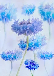 Æteriske blå kornblomster