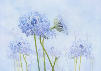 Æteriske blå blomster