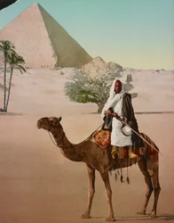 Beduin på en kamel og den store pyramide, Cairo, Egypten