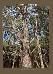 Lines that make trees, 2022 (digitalt kunstværk lavet på iPad)