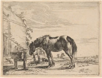 En hest bundet til et fodertrug