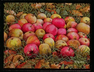Durnitzhofer æbler, 1993
