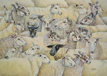 Fåre-Tæppe