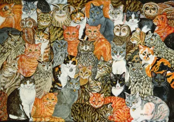 Uglerne og kattene