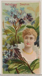 Heliotrope: Devotion, fra serien Floral Beauties and Language of Flowers N75 for Du..., 1892.