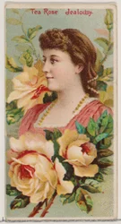 Tea Rose: Jalousi, fra serien Floral Beauties and Language of Flowers N75 for Duke..., 1892.