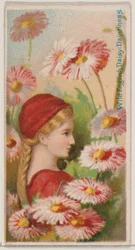Wild English Daisy: Daintiness, fra serien Floral Beauties and Language of Flowers N..., 1892.
