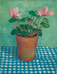 Cyclamen i en potte