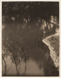 Studie af træer spejlet i vand, ca. 1925-34 (platintryk)