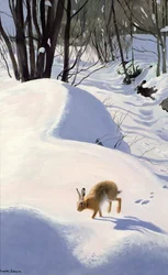 Hare i sneen