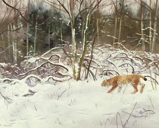 Lynx og hare