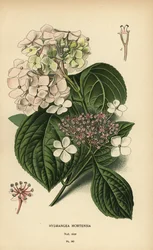 Bigleaf hortensia, Hortensia macrophylla.