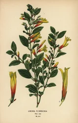Brasiliansk fuchsia, Justicia floribunda (Libonia floribunda). Kromolitografi fra en illustration af Desire Bois fra Edward Step
