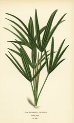 Bredbladet damepalme eller bambuspalme, Rhapis excelsa (Trachycarpus excelsus). Kromolitografi fra en illustration af Desire Bois fra Edward Step