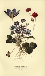 Almindelig hepatica, Anemone hepatica.