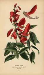 Koraltræ, Erythrina crista-galli.
