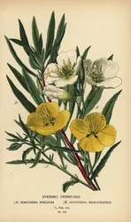 Aftenprimula.
