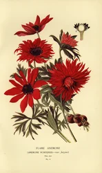 Flammeanemone, Anemone hortensis.