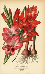 Gent cornflag, Gladiolus x gandavensis. Kromolitografi fra en illustration af Desire Bois fra Edward Step