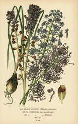 Druehyacint, Leopoldia comosa (Muscari comosum, var. monstrosum, var. plumosa). Kromolitografi fra en illustration af Desire Bois fra Edward Step