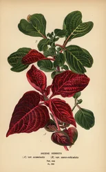 Herbsts blodbladssorter, Iresine herbstii a) var. acuminata, b) var. aureo-reticulata. Kromolitografi fra en illustration af Desire Bois fra Edward Step
